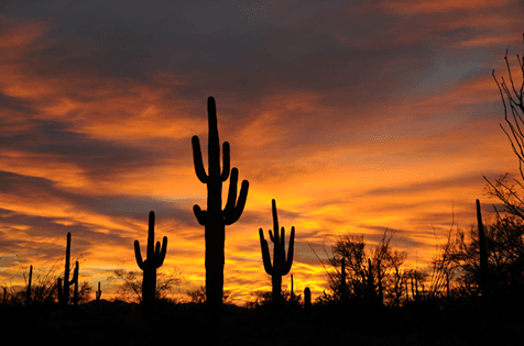 Arizona desert sunset with saguaro's.