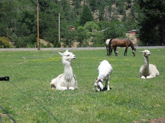 Happy Animals