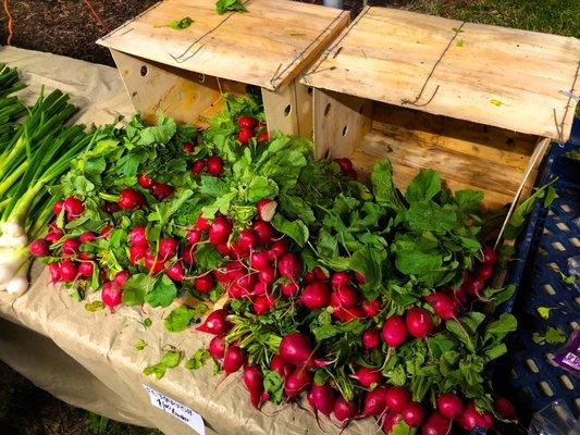 Local radishes...