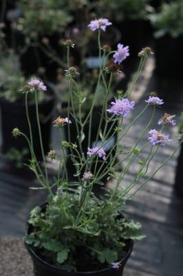 Scabiosa columbaria 'Butterfly Blue'