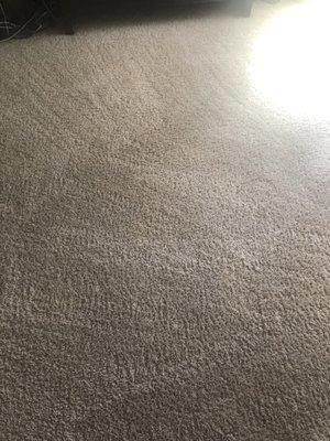 Dynamic Carpet Care