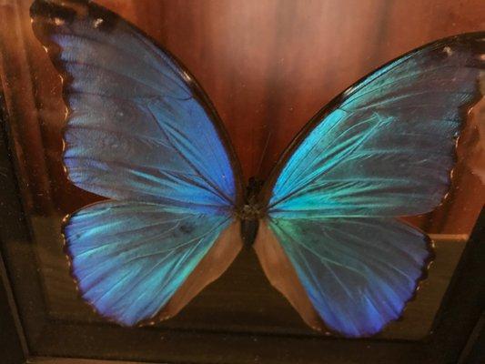 Blue Morpho Butterfly from the Wonderful World of Bugs Exhibit