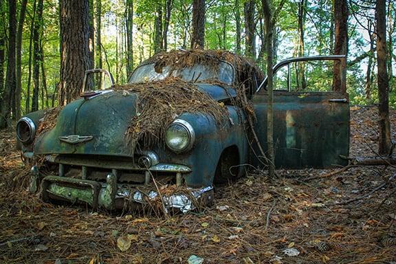 Buried in leaves