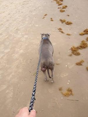 Bubbles loves long walks on the beach!