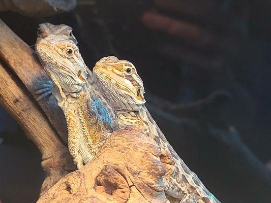 We breed many of the animals we carry including these Bearded Dragons.