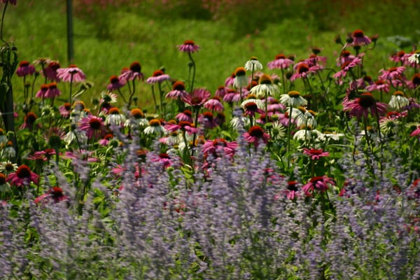 A photo in the summer out in the field...