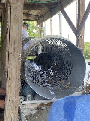 Processing oysters