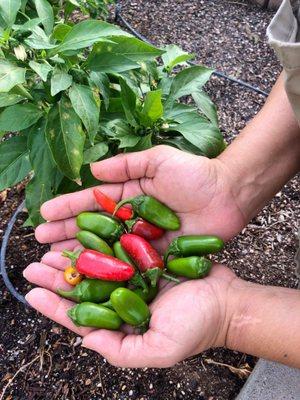 Harvest from Community Gardening Hour