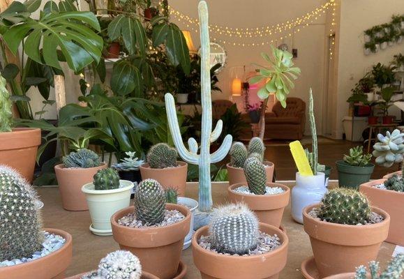 Cacti selection $13