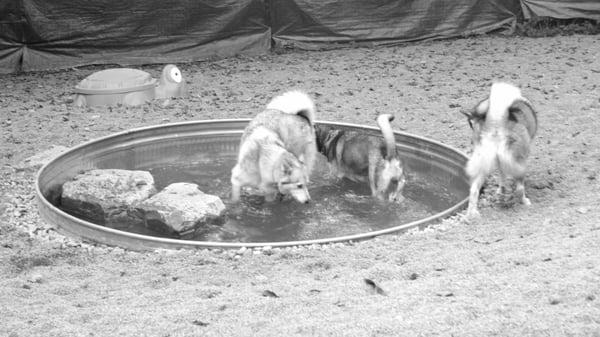 Aquick dip before dinner in one of the two pools.