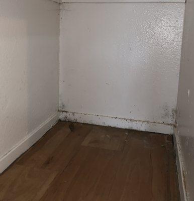 Ample cupboard space full of mold and dryrot!  You won't even have to clean it- it'll come back anyways!