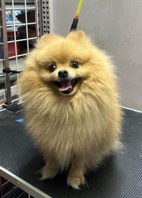 Pomeranian