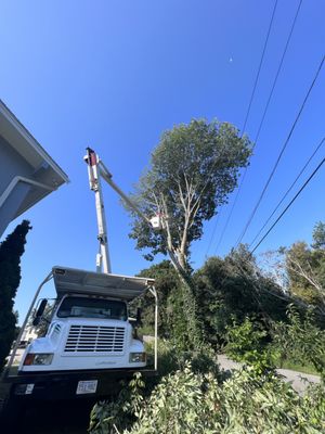 Trees service