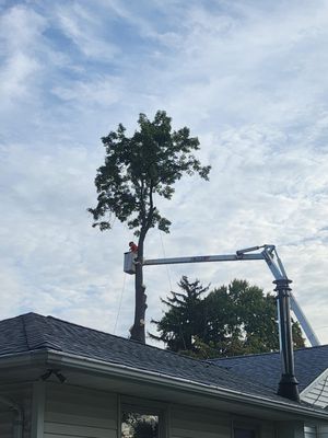 R K D Tree Service