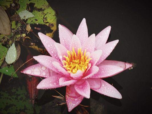 Lotus Blossom