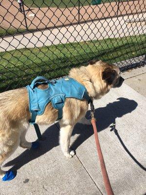 Augie our for a walk in the sunshine!