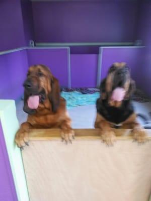 Bloodhound fun.