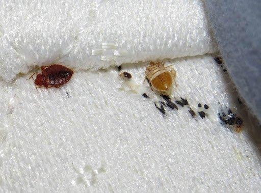 Bed bugs in bed