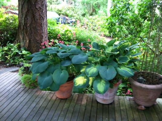 Huge hostas out front