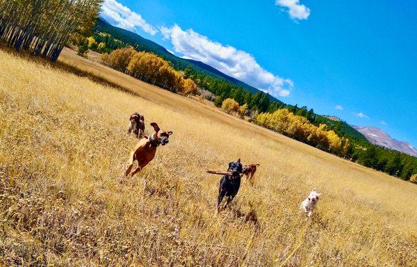 Boulder Doggie Adventures