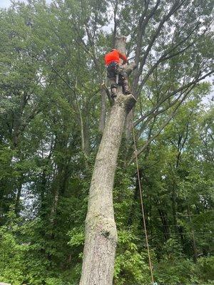 Tree removal