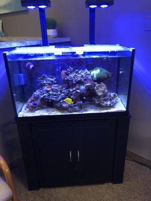 Salt Water Reef Tank