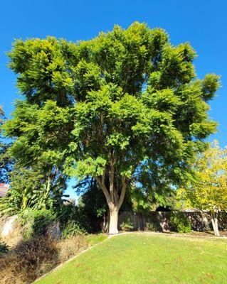 Jacaranda Before