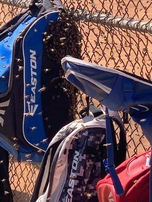 Bees swarm Los Alimitos Youth Baseball Field