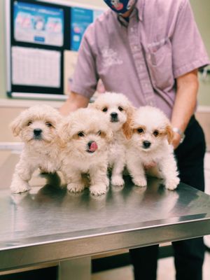 These sweet puppies received their first vaccinations and deworming at a litter rate to get ready to go to their new homes!