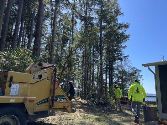 Removals on Whidbey Island