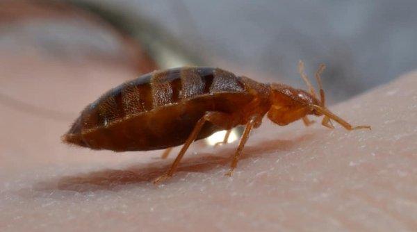 Got Bed Bugs?  We can help!