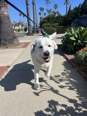 Dustie on her walk around the block.