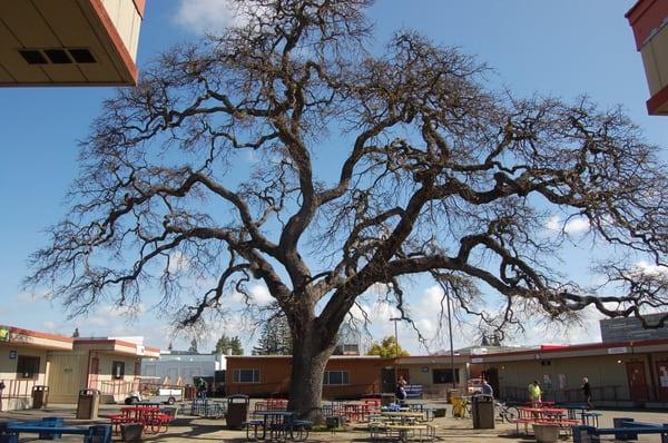 Tree Hazard or Risk Assessment, American River College, Sacramento