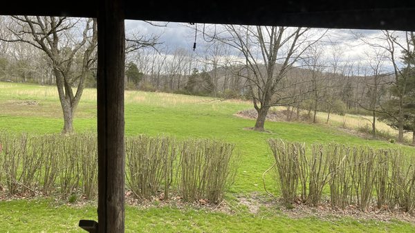 View of the backyard from inside