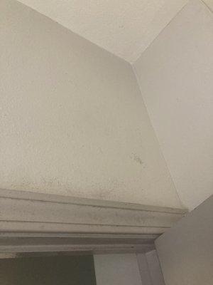 Bathroom mold