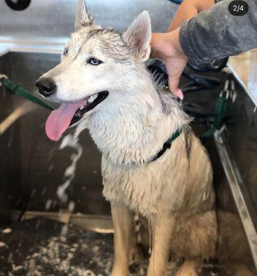 Tub has a collar-like strap and hose to spray them down