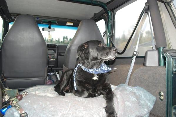 Washington's Real Estate Dog. He has been all over Pierce County and King County. He 16 years of age and loves Puyallup and Tacoma dog parks