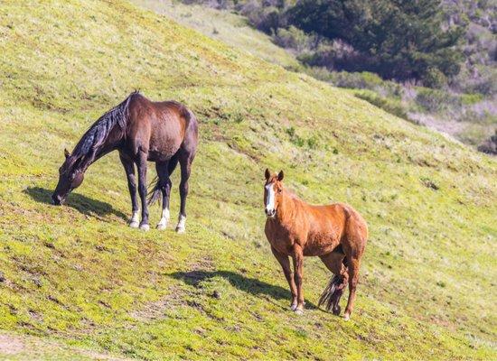 Horses