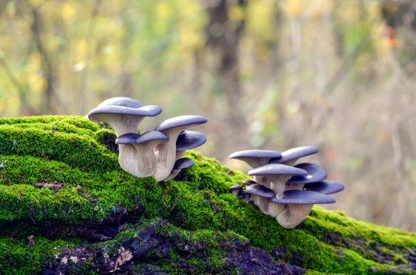 Blue Oyster Mushrooms