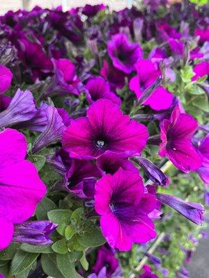 Wave Petunias