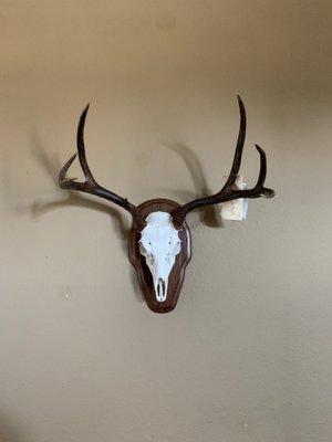 Blacktail euro mount on plaque