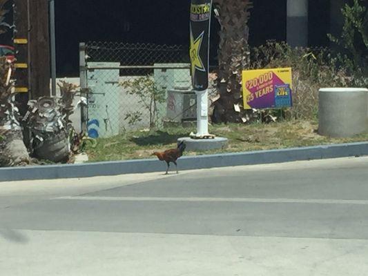 Another shot of the chicken by the car wash