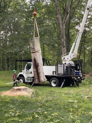 Section of trunk being removed by crane.