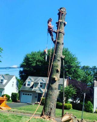 Climber taking down a tree