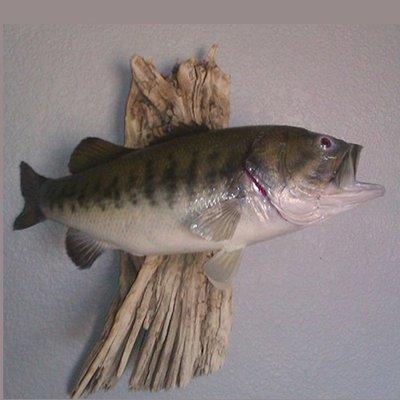 Above And Beyond Taxidermy