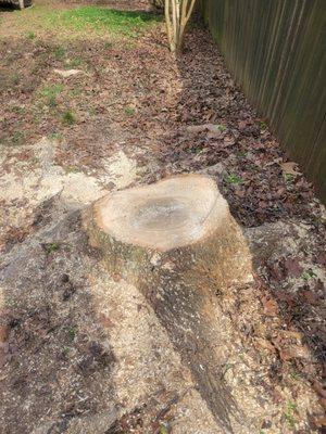 This is called a tree stump. No, I do not know the etymology of tree stump. Sorry about that.