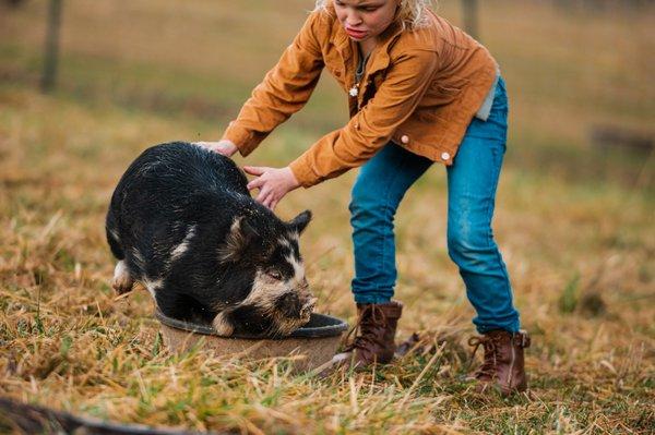 Kune kune pigs are friendly and docile