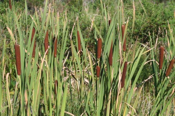 growing Cattail