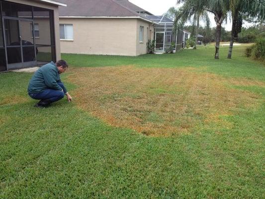 Massive fungus patch being investigated!