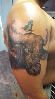 Cape Buffalo